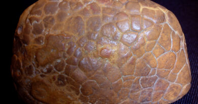 septaria kamień i jego właściwości magiczne